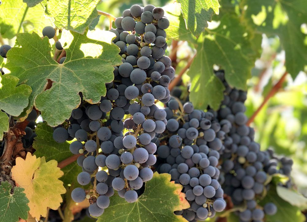 Cabernet Sauvignon vine, grape
